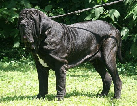 Largest Dog In The World