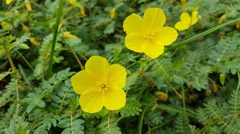 Tribulus terrestris extract - Herb bio (Herbal Extract Supplier )