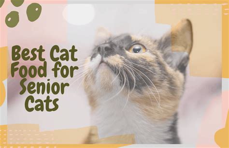 Best Cat Food for Senior Cats (Wet and Dry Food) - OliveKnows