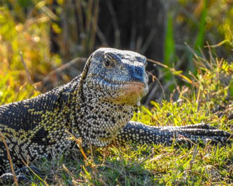 550+ Nile Monitor Lizard Stock Photos, Pictures & Royalty-Free Images ...