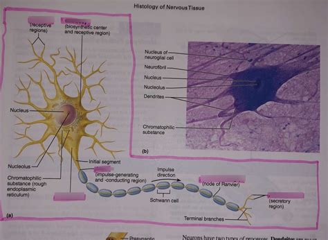 histology of nervous tissue Diagram | Quizlet