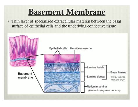 Basement Membrane Layers