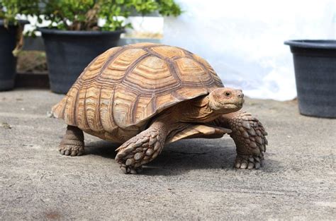 Sulcata Tortoise Care Guide & Price » Petsoid