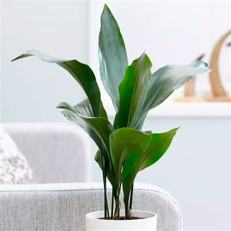 Tipos de plantas decorativas de interior – Ambientes de Hogar