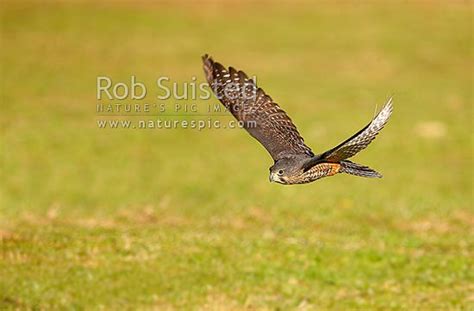 New Zealand Falcon flying close to ground (Falco novaeseelandiae ...