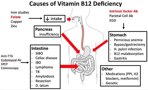 Celiac Disease Vitamin B12 - Quotes Viral