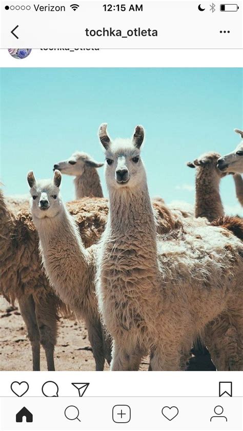 28 best Alpaca Memes images on Pinterest | Funny pics, Funny stuff and ...