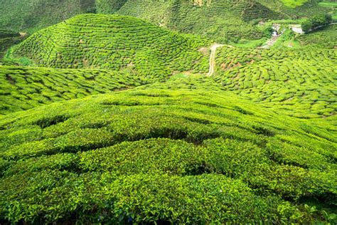 Hiking in the Cameron Highlands, Malaysia | Cameron highlands, Malaysia ...