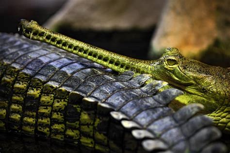 Portrait of Indian Gharial, Gavialis Gangeticus, Mouth with Many Tooth ...