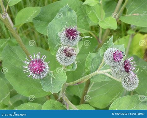 Cocklebur Flower with Big Leaves and Purple Blossom in the Forest Stock ...