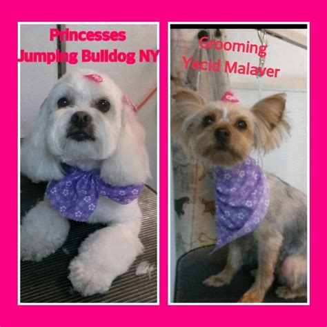 Jumping Bulldog Grooming - Pretty Pups | Bulldog grooming, Bulldog, Pup