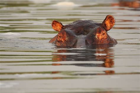 What Animals Live In The Nile River? - WorldAtlas