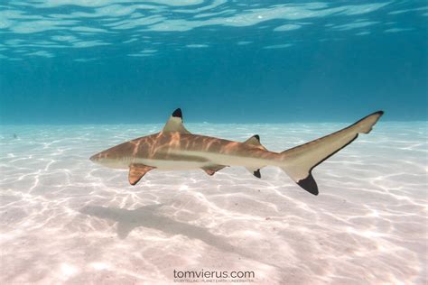 Life in the Shallows: A Trap for Baby Sharks