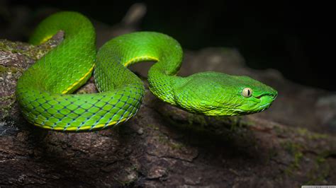 Venomous Snakes Wallpapers - Wallpaper Cave