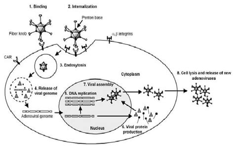 Adenovirus: ADENOVIRUS GENOME AND ITS REPLICATION