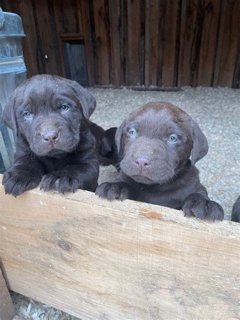 Chocolate lab puppies | Dogs & Puppies for Rehoming | Sudbury | Kijiji