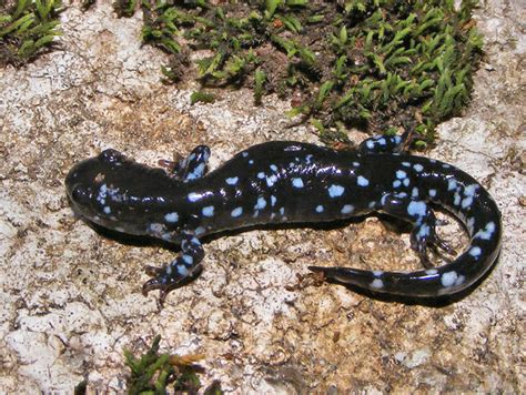 Blue-spotted Salamander – Life List Blog Posts