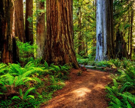 Discover Redwood National Park, California | Travel To The Next