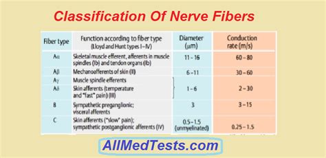 Classification of Nerve Fibers - Medics Center