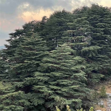 Climate change is slowly killing the iconic Lebanese cedar tree