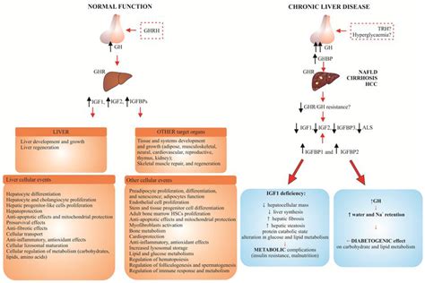 IJMS | Free Full-Text | Insulin-Like Growth Factor (IGF) System in ...