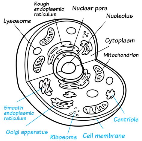 Animal Cell Membrane Drawing : How To Draw Animal Cell Labelled Diagram ...