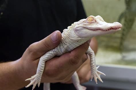 baby albino alligator for sale - Teodoro Levesque