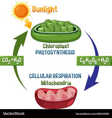 Cellular Respiration Clipart