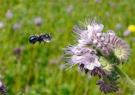 WSMAG.NET | The Orchard Mason Bee | Featured, The Garden | June 14 ...