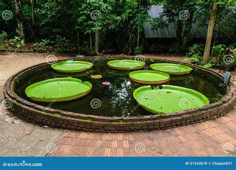 Victoria water lily stock photo. Image of nonurban, botany - 31524878