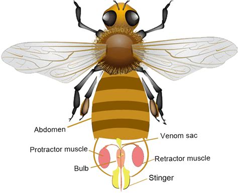 Honey Bee Stinger Anatomy