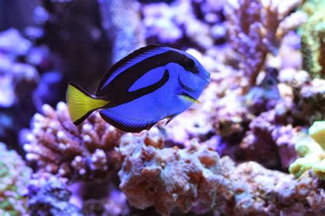 Palette Surgeonfish - Paracanthurus Hepatus | TROPICAL FISH