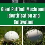 Giant Puffball Mushroom Information and Cultivation - Mushroom Appreciation