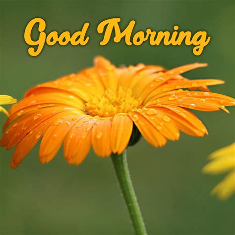 Good Morning Images With Flowers Hd Free - Infoupdate.org