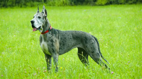 Great Dane | Pet Health Insurance & Tips