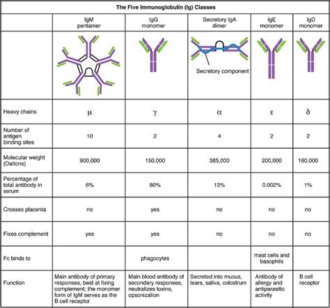 Humoral Immunity and Cell-Mediated Immunity