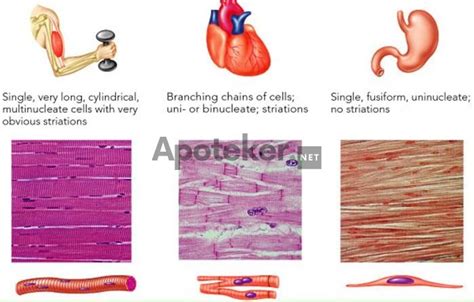 Histologi Sistem Otot