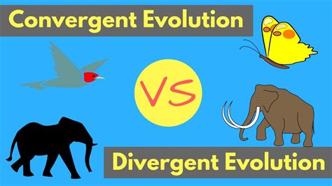 Convergent Evolution Vs Divergent Evolution