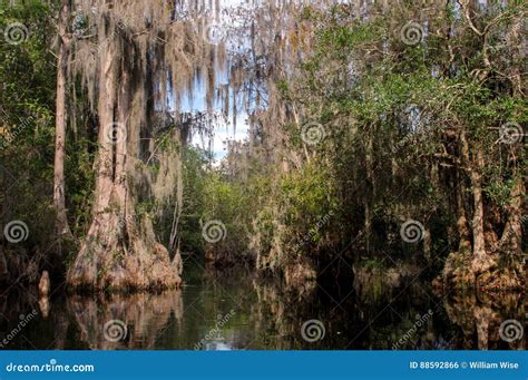 Cypress Swamp, Spanish Moss, Okefenokee Swamp National Wildlife Refuge ...