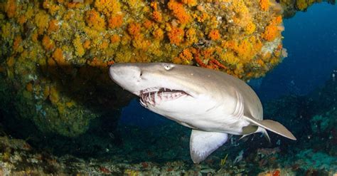 Sand Tiger Shark Fish Facts | AZ Animals