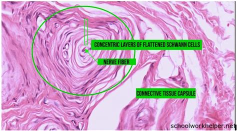 pacinian-corpuscle-slide-labelled-histology | SchoolWorkHelper