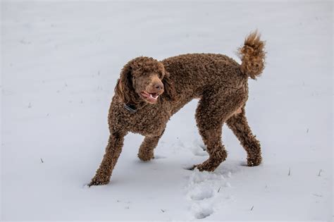 A Splash of Color: Understanding the Parti Poodle