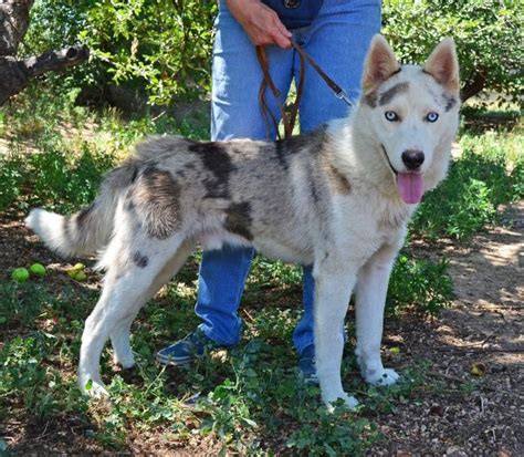 Alaskan Malamute Siberian Husky Colors Sable White - Pets Lovers