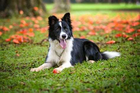 Border Collie Breed Information Guide: Photos, Traits, & Care | BARK Post