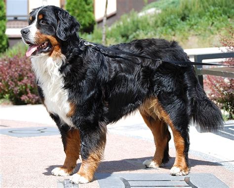 Bernese Mountain Dog Breed Information & Species Profile