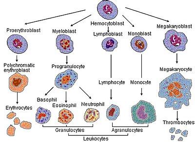 Erythropoiesis - Wikipedia