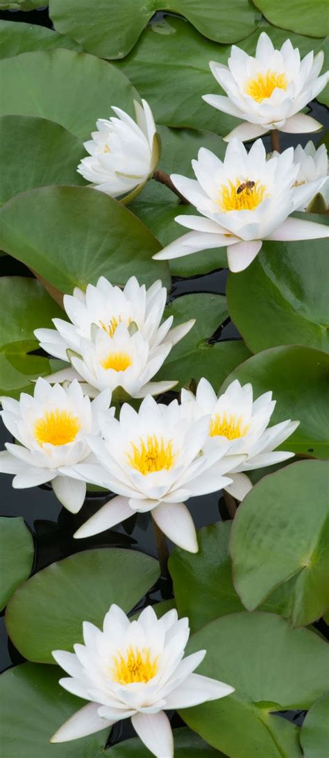 Water lilies ~ Stunning nature