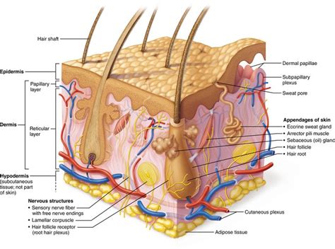 Pin on Anatomy & Physiology 1