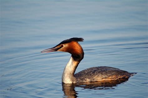 Birds in the Danube Delta / Flora and Fauna | Sarichioi-en