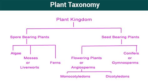 What is Taxonomy? - Examples, Levels, & Classification | BYJU'S